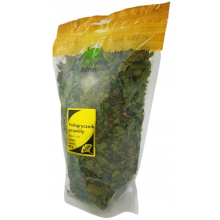 Astron Podagrycznik pospolity herbata 100 g