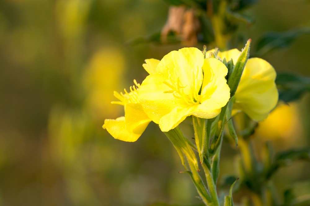 Zdjęcie kwitnący dziki kwiat wiesiołka hookera. zroszone wiesiołki w kwietniku w ozdobnym ogrodzie w deszczowy dzień, koncepcja natury i ziół