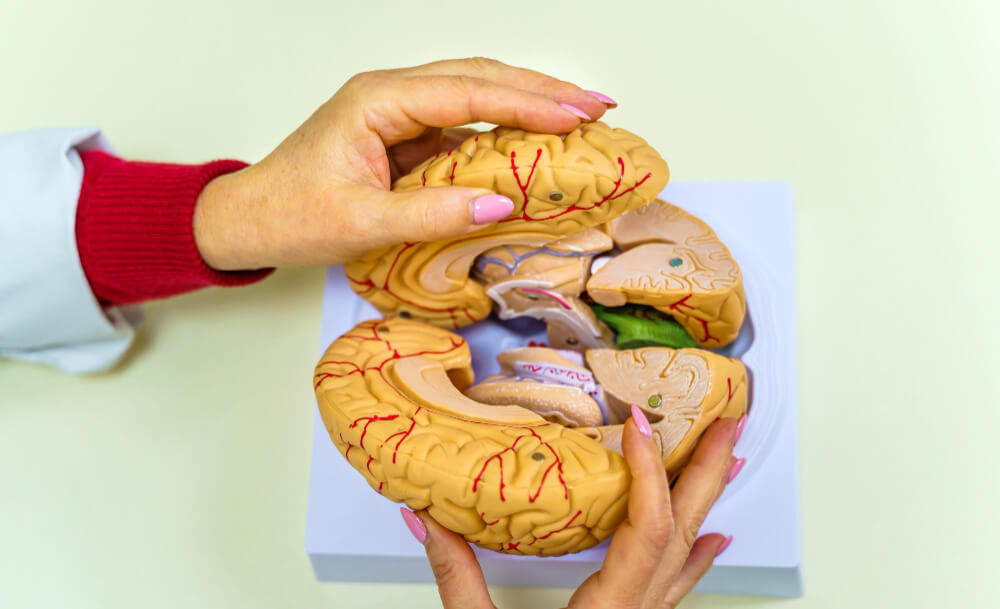 budowa mózgu – schemat anatomiczny