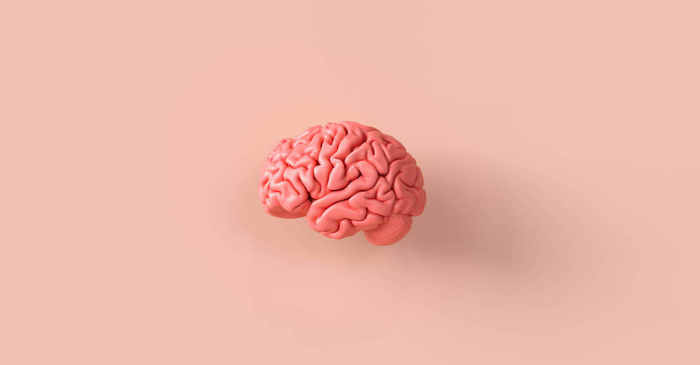 mózg ludzki – budowa